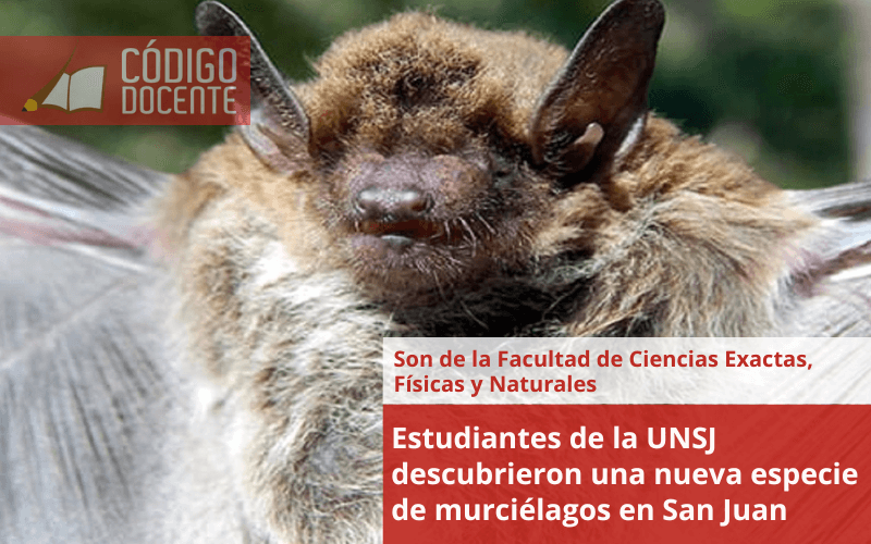 Estudiantes de la UNSJ descubrieron una nueva especie de murciélagos en San Juan